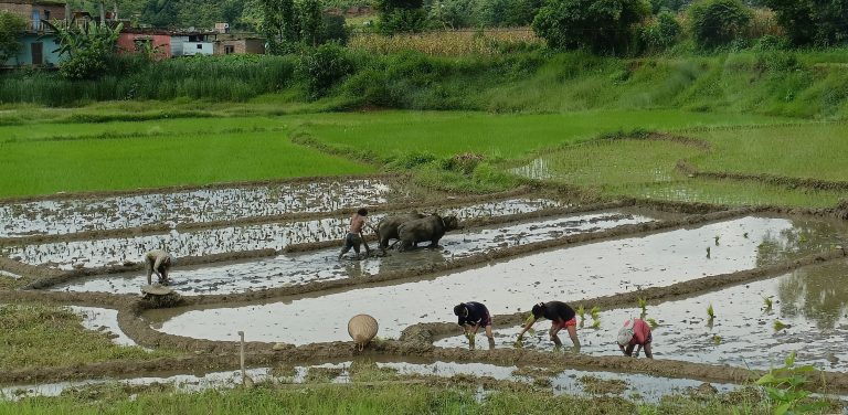 Nepal Monsoon Trekking and Cultural Tour