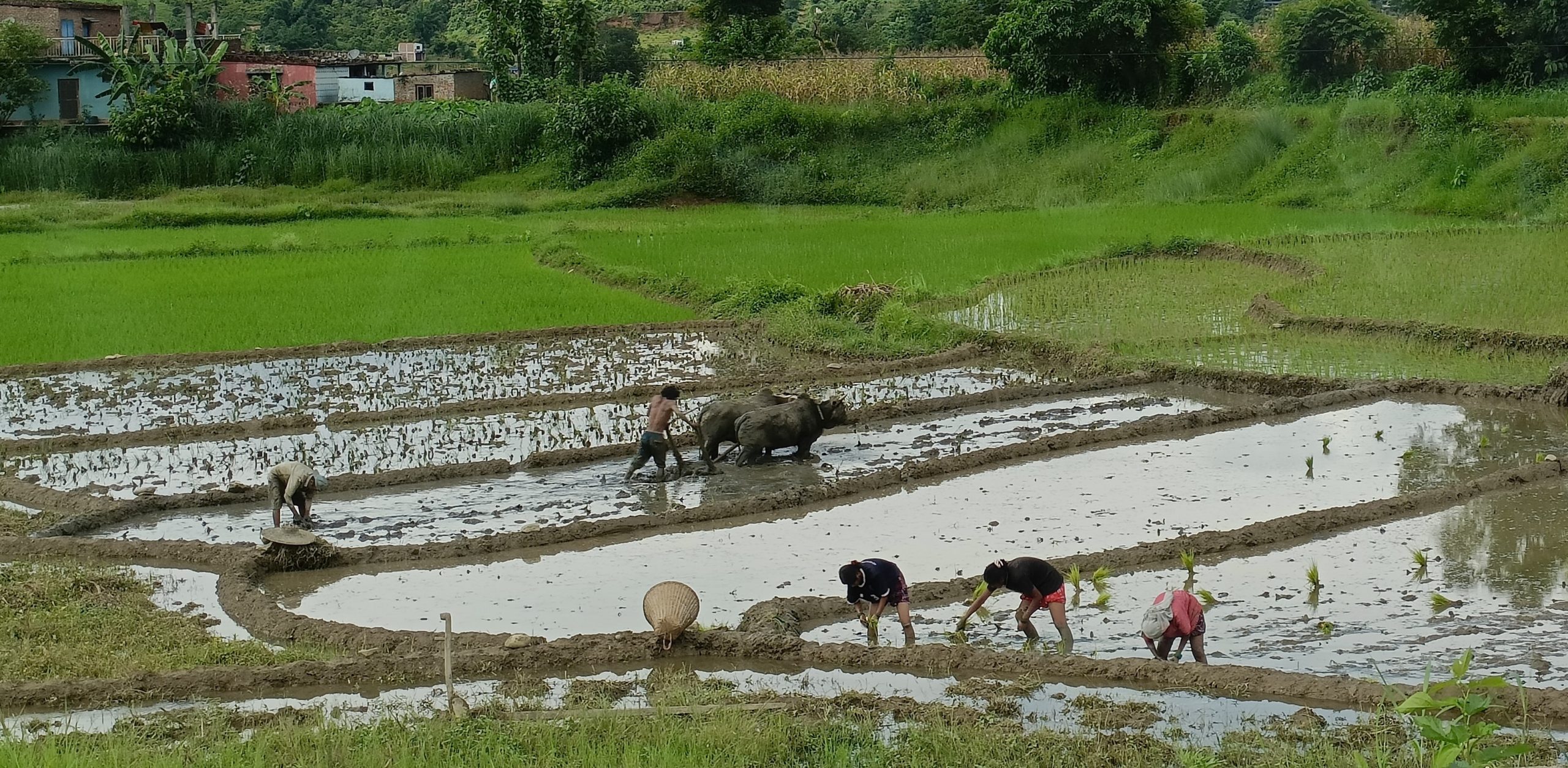 Nepal Monsoon Trekking and Cultural Tour Featured Image